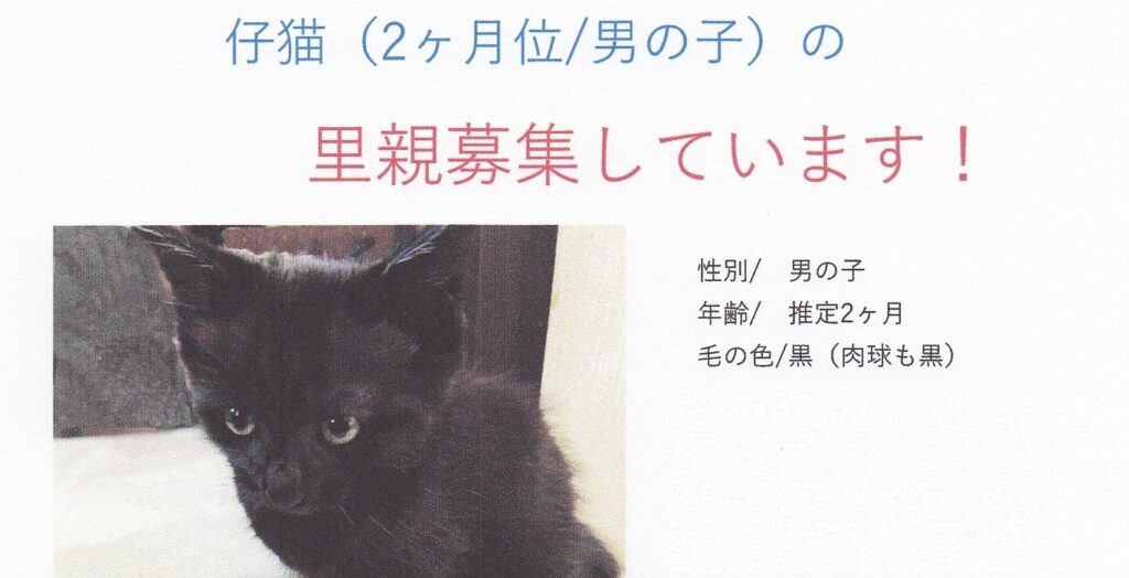 ラリックの猫 猫のクリスタル 里親募集 謹璽 ラリックの猫 猫のクリスタル 里親募集 謹璽 【公式通販】